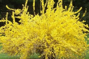 Forsythia int. 'Beatrix Farrand' 60-100 cm wortelgoed struik