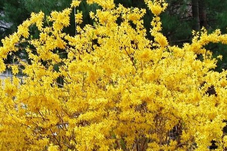 Forsythia int. 'Courtalyn' 30-50 cm cont. 3,0L