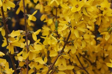 Forsythia int. 'Goldzauber' 60-100 cm wortelgoed struik