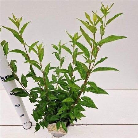 Forsythia int. 'Lynwood' 40-50 cm cont. 2,5L - afbeelding 1