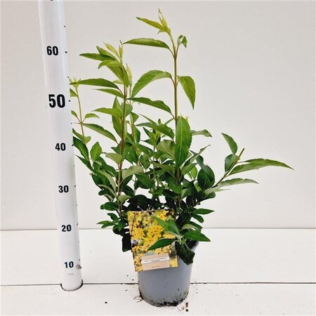 Forsythia int. 'Lynwood' 40-50 cm cont. 2,5L - afbeelding 2