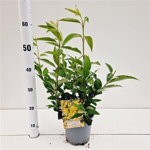 Forsythia int. 'Lynwood' 40-50 cm cont. 2,5L - afbeelding 2