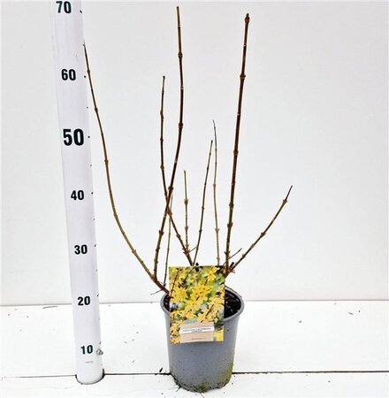 Forsythia int. 'Lynwood' 40-50 cm cont. 2,5L - afbeelding 3