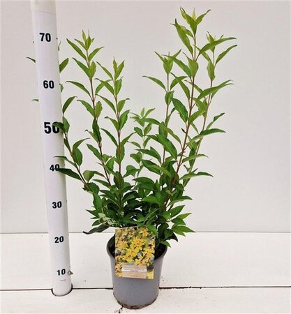 Forsythia int. 'Lynwood' 40-50 cm cont. 2,5L - afbeelding 4