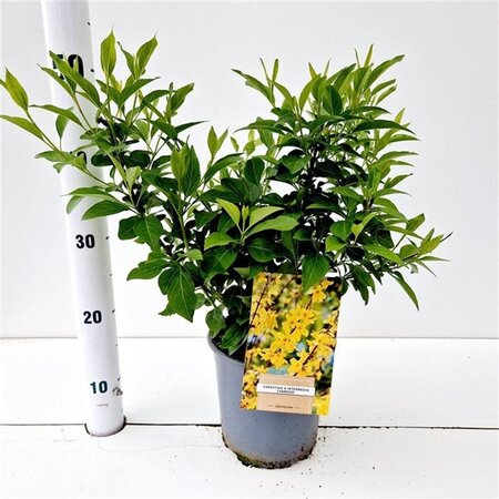 Forsythia int. 'Lynwood' 40-50 cm cont. 2,5L - afbeelding 5