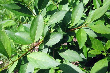 Forsythia int. 'Lynwood' 60-100 cm cont. 3,0L - afbeelding 4