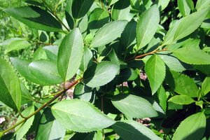 Forsythia int. 'Lynwood' 60-100 cm wortelgoed struik - afbeelding 4