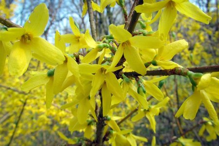 Forsythia int. 'Lynwood' 60-100 cm wortelgoed struik - afbeelding 5