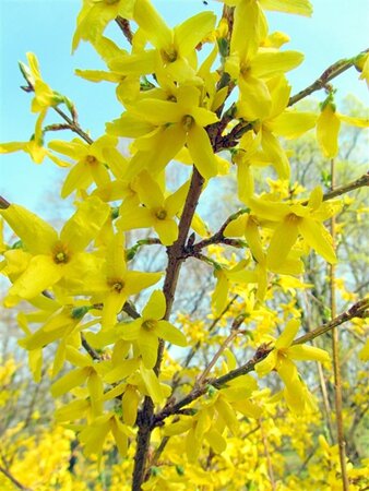 Forsythia int. 'Lynwood' 60-100 cm wortelgoed struik - afbeelding 6