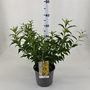 Forsythia int. 'Mikador' 30-40 cm cont. 3,0L