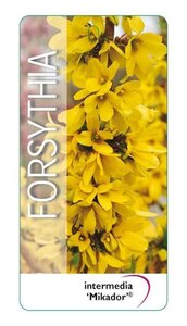 Forsythia int. 'Mikador' 30-40 cm cont. 3,0L - afbeelding 2