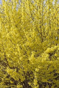 Forsythia int. Minigold 60-70 cm cont. 2,0L - afbeelding 2