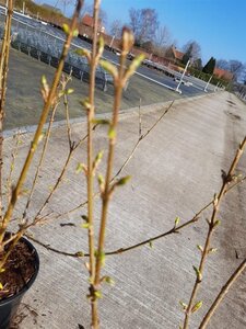 Forsythia int. 'Spectabilis' 30-40 cm cont. 2,0L