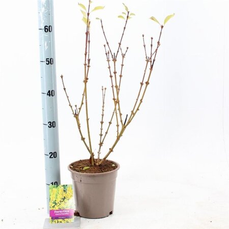 Forsythia int. 'Spectabilis' 30-40 cm cont. 2,0L - afbeelding 2