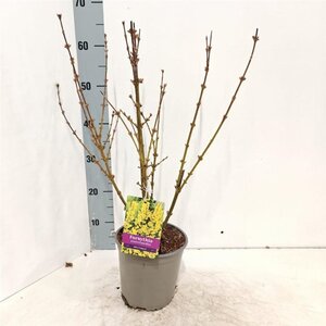 Forsythia int. 'Spectabilis' 30-40 cm cont. 2,0L - afbeelding 3