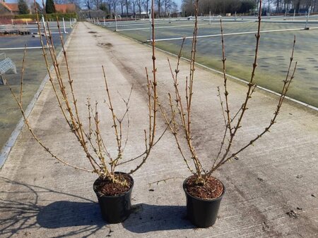 Forsythia int. 'Spectabilis' 30-40 cm cont. 2,0L - afbeelding 3
