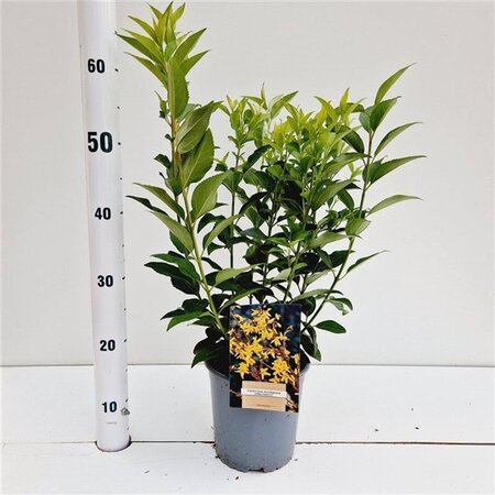 Forsythia int. 'Spectabilis' 40-50 cm cont. 2,5L - afbeelding 1