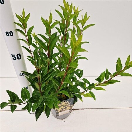 Forsythia int. 'Spectabilis' 40-50 cm cont. 2,5L - afbeelding 2