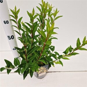 Forsythia int. 'Spectabilis' 40-50 cm cont. 2,5L - afbeelding 2