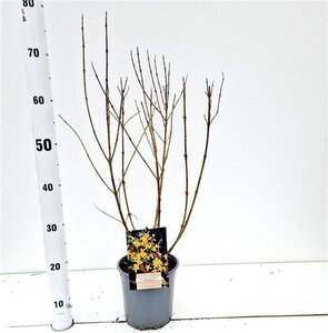 Forsythia int. 'Spectabilis' 40-50 cm cont. 2,5L - afbeelding 3