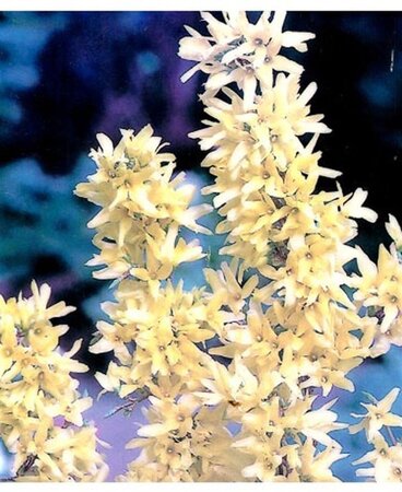 Forsythia int. 'Spectabilis' 40-50 cm cont. 2,5L