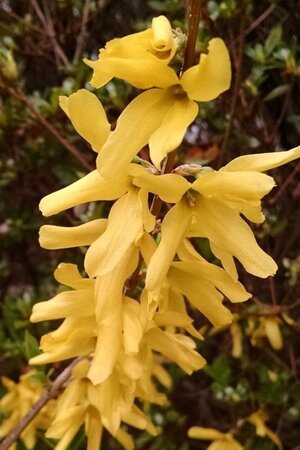 Forsythia int. 'Spectabilis' 60-100 cm cont. 3,0L - afbeelding 3
