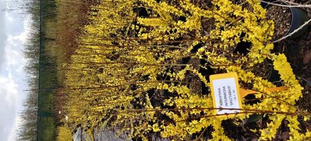 Forsythia int. 'Spectabilis' 60-100 cm cont. 3,0L - afbeelding 4