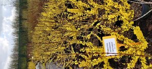 Forsythia int. 'Spectabilis' 60-100 cm cont. 3,0L - afbeelding 4