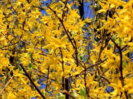 Forsythia int. 'Spectabilis' 60-100 cm cont. 5,0L struik - afbeelding 1