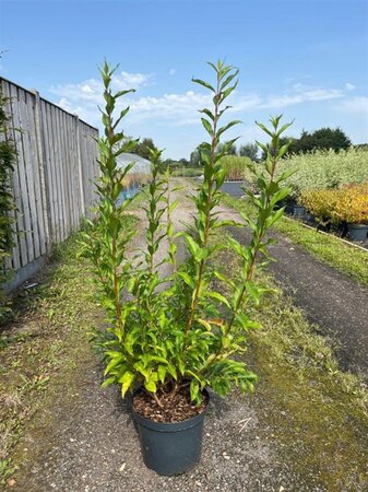 Forsythia int. 'Spectabilis' 80-100 cm cont. 10L - afbeelding 4