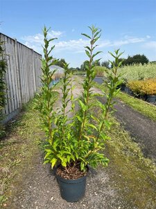 Forsythia int. 'Spectabilis' 80-100 cm cont. 10L - afbeelding 4