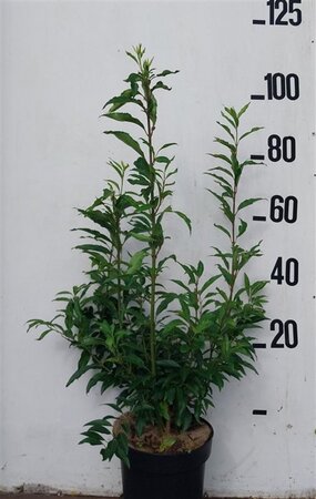 Forsythia int. 'Spectabilis' 80-100 cm cont. 10L - afbeelding 5