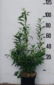 Forsythia int. 'Spectabilis' 80-100 cm cont. 10L - afbeelding 5