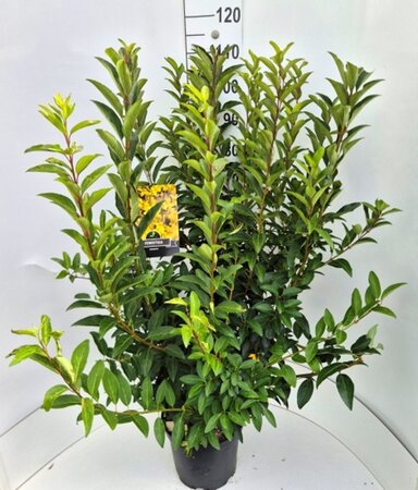 Forsythia int. 'Spectabilis' 80-100 cm cont. 10L - afbeelding 7