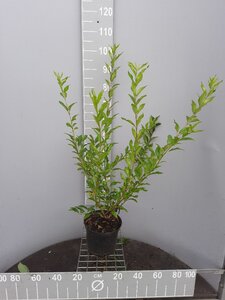Forsythia int. 'Spectabilis' 80-100 cm cont. 5,0L