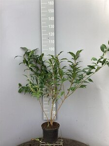 Forsythia int. 'Spectabilis' 80-100 cm cont. 5,0L