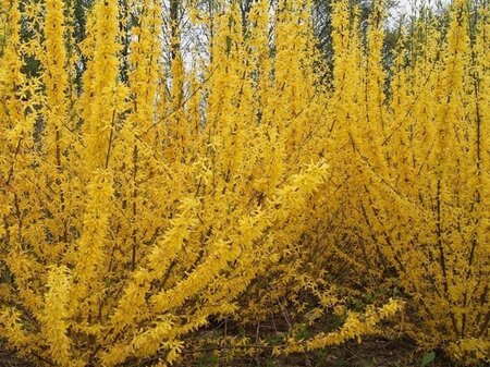 Forsythia int. Week-End 60-100 cm cont. 5,0L struik - afbeelding 2
