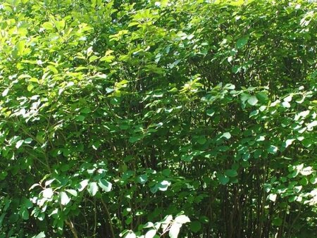 Fothergilla major 25-30 cm cont. 3,0L - afbeelding 2