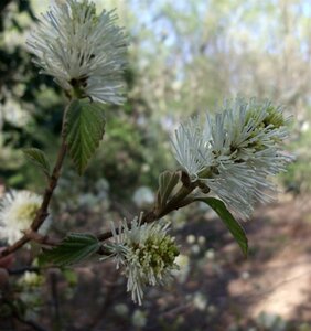 Fothergilla major 30-40 cm cont. 3,0L