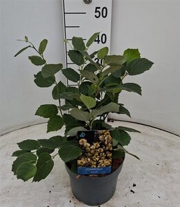 Fothergilla major 30-40 cm cont. 3,0L - afbeelding 5