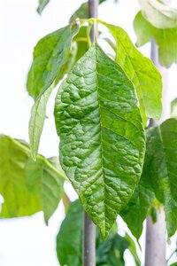 Fraxinus amer. 'Autumn Applause' 14-16 Hoogstam wortelgoed 2 X verplant