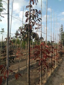 Fraxinus amer. 'Autumn Applause' 6-8 STA BR - image 2