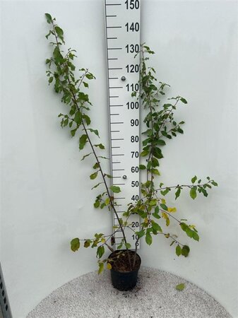 Frangula alnus = Rhamnus frangula 100-125 cm cont. 5,0L