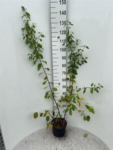 Frangula alnus = Rhamnus frangula 100-125 cm cont. 5,0L