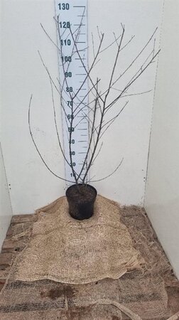 Frangula alnus = Rhamnus frangula 100-125 cm cont. 7,5L - afbeelding 1