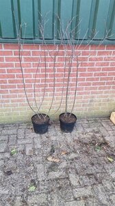 Frangula alnus = Rhamnus frangula 100-125 cm cont. 7,5L - afbeelding 2