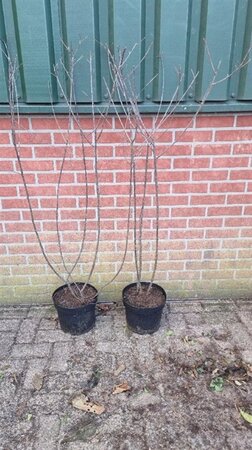 Frangula alnus = Rhamnus frangula 100-125 cm cont. 7,5L - image 3