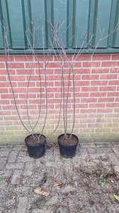 Frangula alnus = Rhamnus frangula 100-125 cm cont. 7,5L - image 3