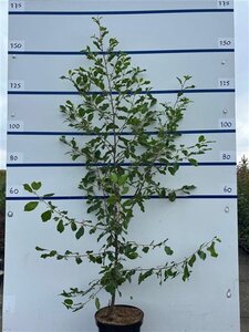 Frangula alnus = Rhamnus frangula 125-150 cm cont. 7,5L