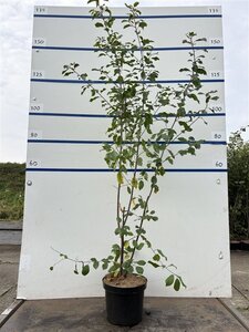 Frangula alnus = Rhamnus frangula 125-150 cm cont. 7,5L